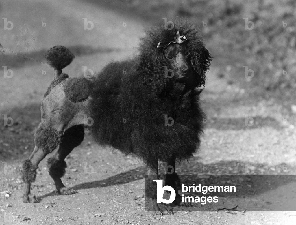 FALL/STANDARD POODLE/35