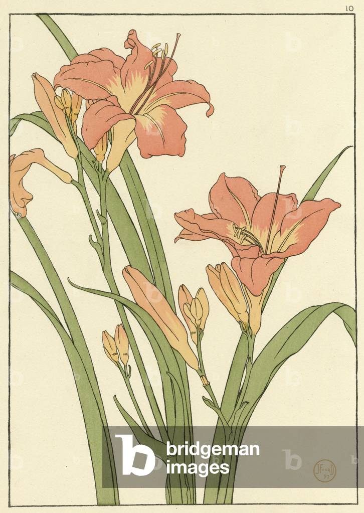 Daylily
