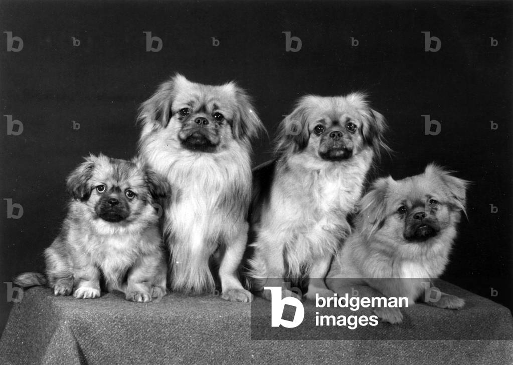 FALL/TIBETAN SPANIEL/'76
