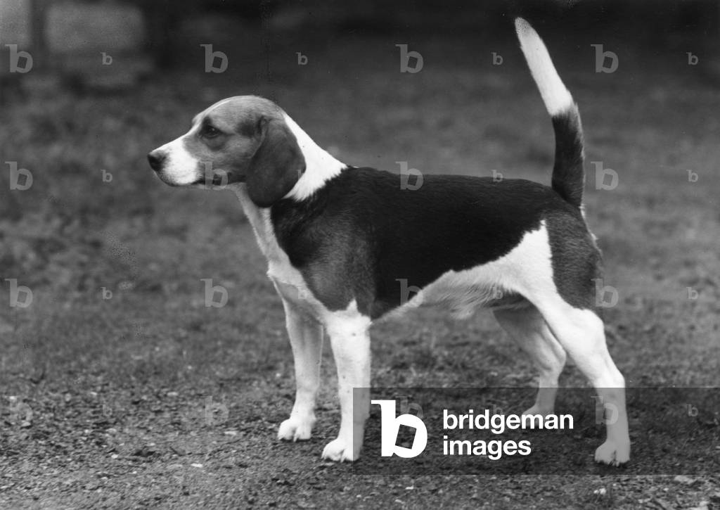 FALL/BEAGLE/1958