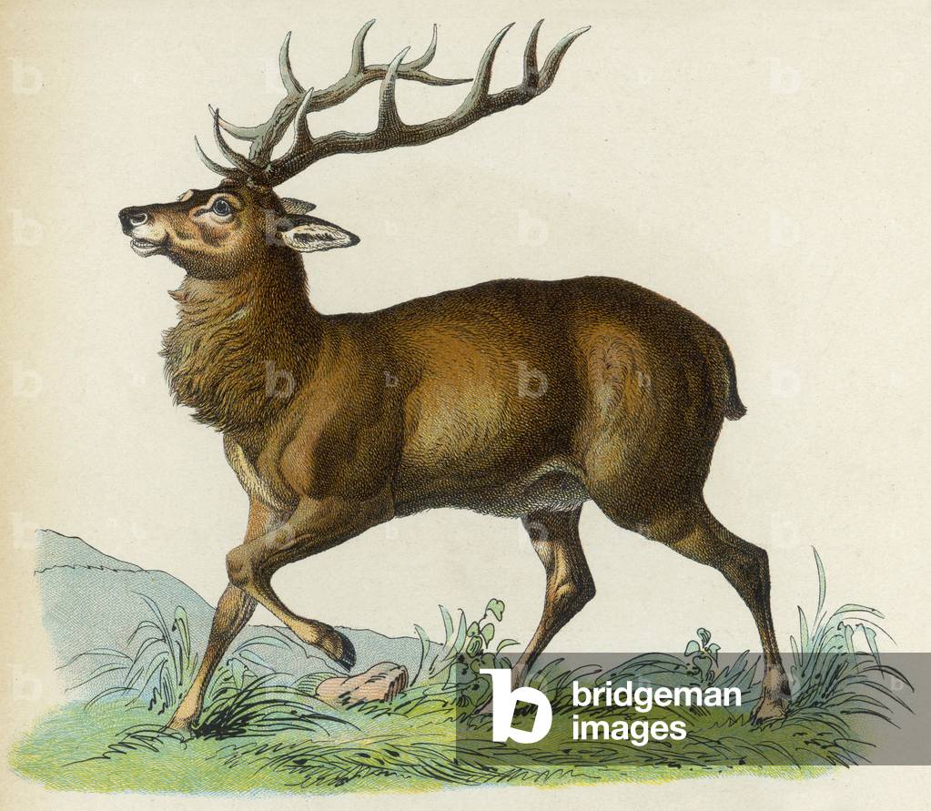 Immagine di Stampa "CERVO" 1870