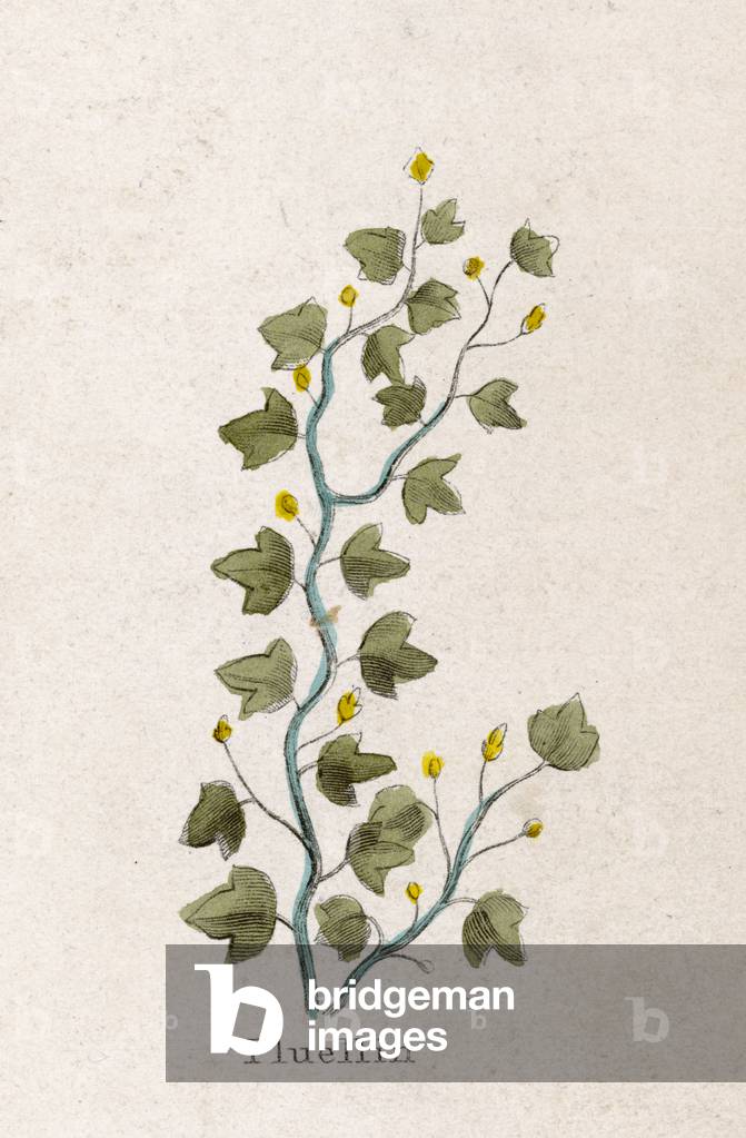 VERONICA OFFICINALIS