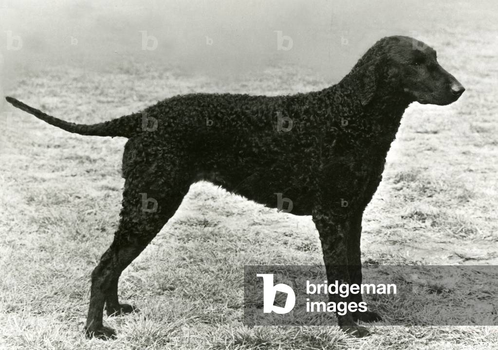 Immagine di Fotografia "RETRIEVER/SOLITARE" 1971 di Thomas Fall