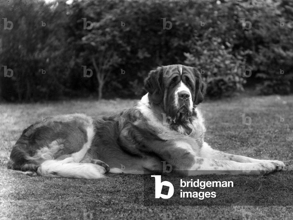 Immagine di Fotografia "AUTUNNO/ST.BERNARD/1930" 1930 di Thomas Fall