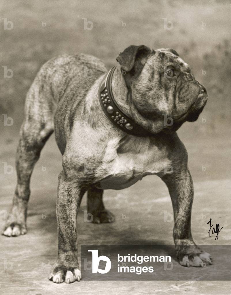 Immagine di Fotografia "AUTUNNO/BULLDOG/1907" 1907 di Thomas Fall