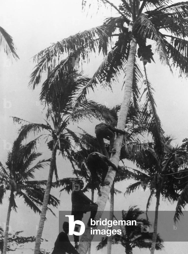 KOKOSNÜSSE PFLÜCKEN