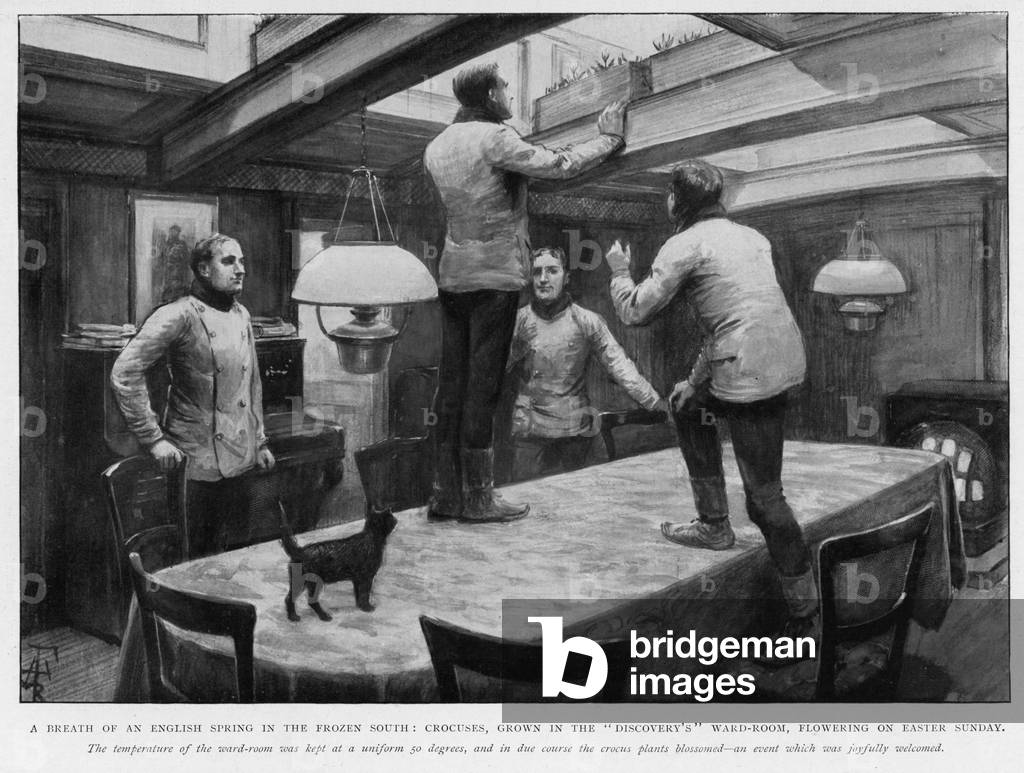 Image of Engraving depicting EXPLORATION/SHACKLETON 1902