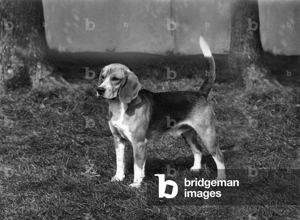 HERBST/BEAGLE/1968
