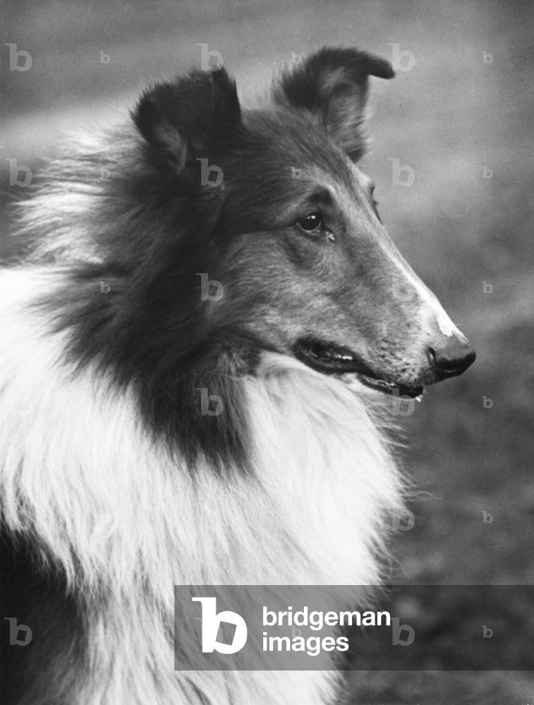 FALL/ROUGH COLLIE/1933