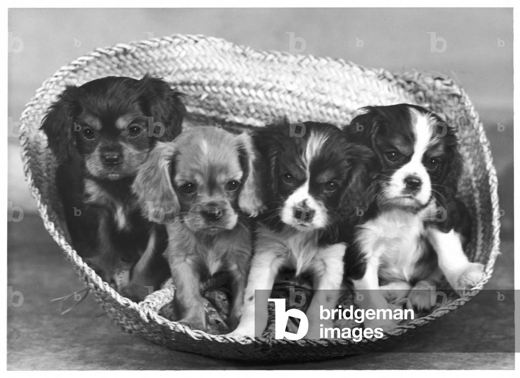Image of Photography depicting CAVALIER KING CHARLES 1954 by Thomas Fall