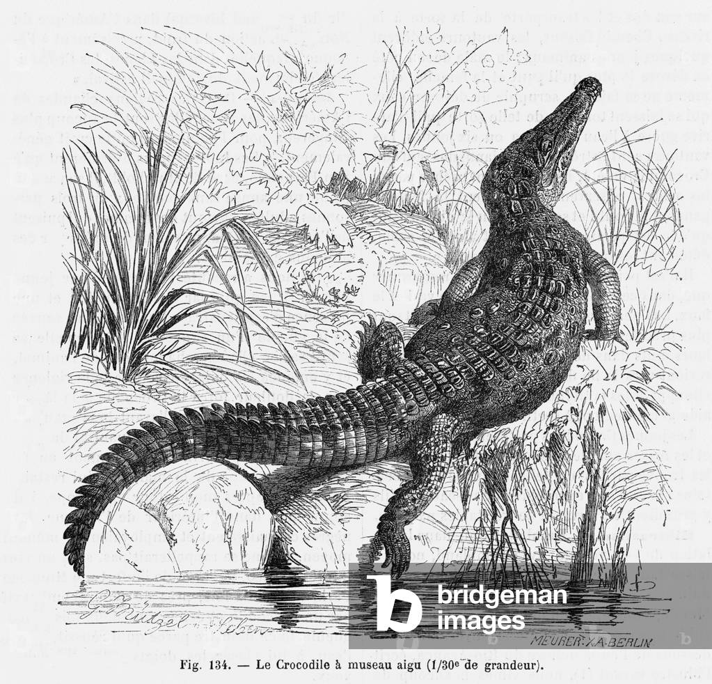 Bild von Gravur "REPTILIEN/KROKODIL" 1801 von Mutzel