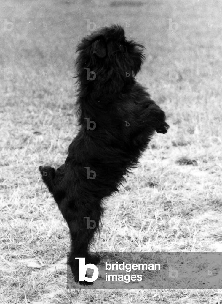 Image of Photography depicting FALL/GRIFFON/HIND LEGS 1976 by Thomas Fall