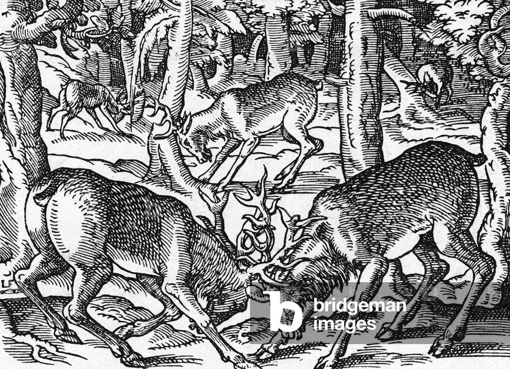 ZWEI DOLLAR KÄMPFEN