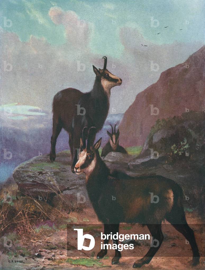 Bild von Druck "TIERE/GÄMSE/SCHWAN" 1909 von Cuthbert Edmund Swan