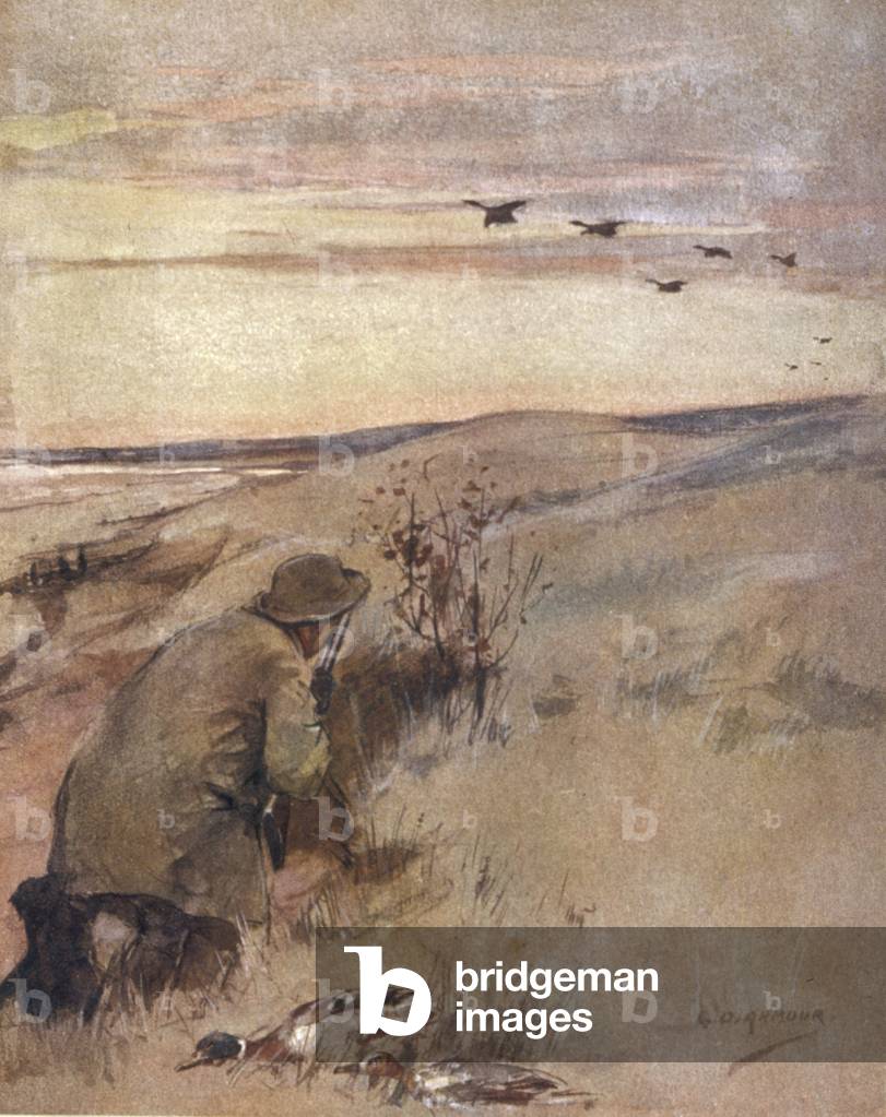 UCCELLI SELVATICI - VOLO