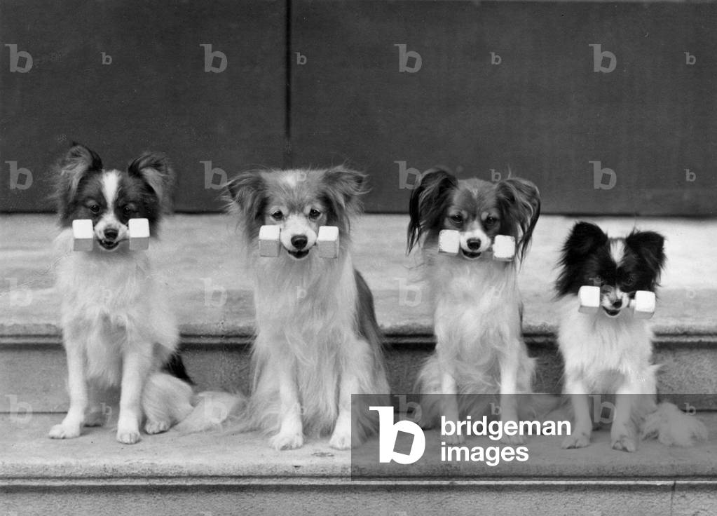 HERBST/PAPILLON/HANTELN