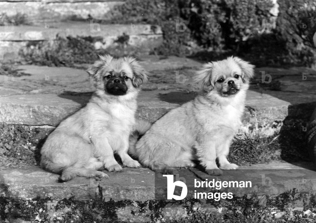 Image of Photography depicting TWO TIBETAN SPANIELS 1973 by Thomas Fall