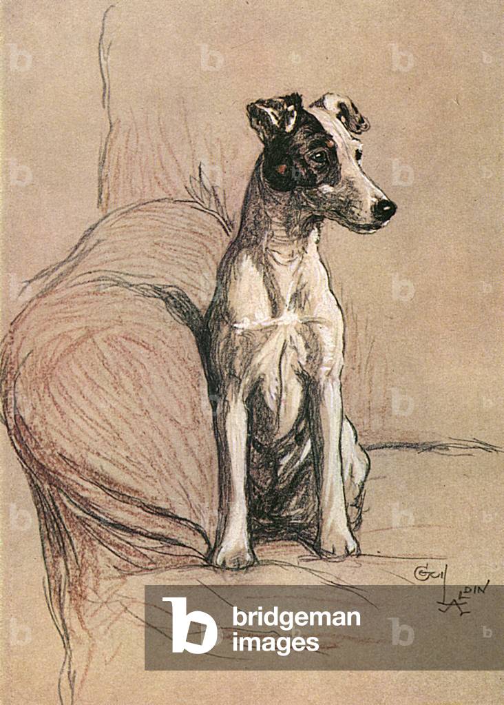 Fox Terrier