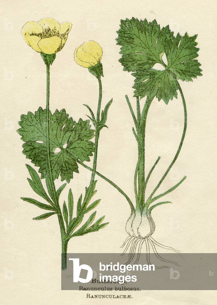 RANUNCOLO BULBO