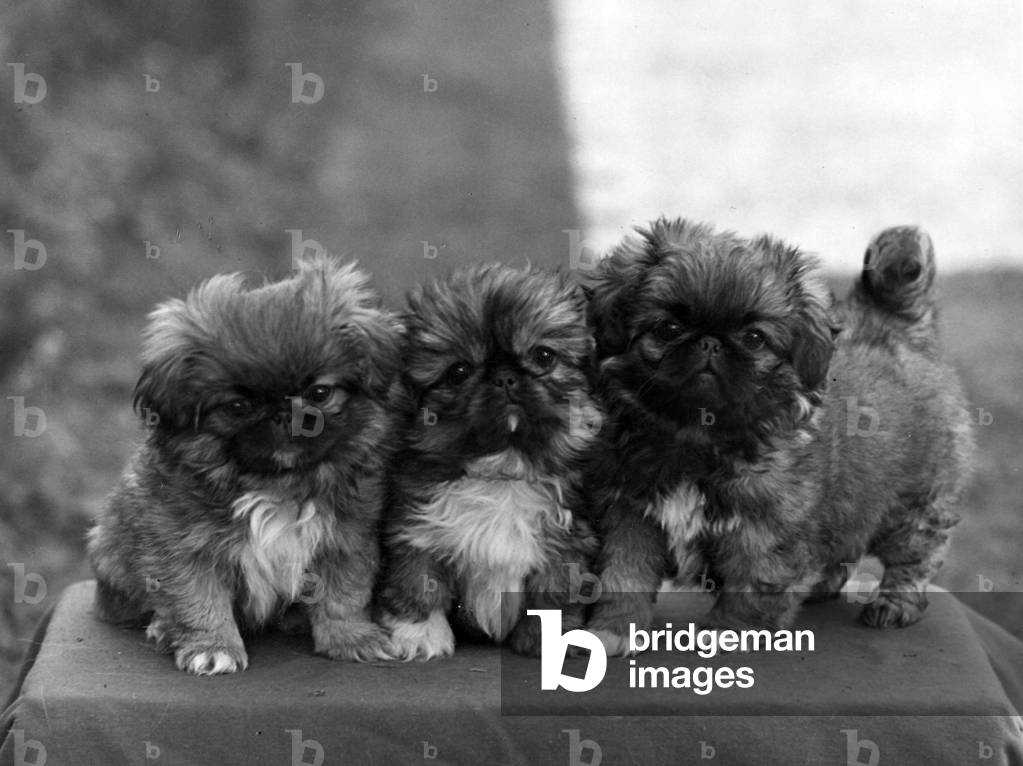 Image of Photography depicting FALL/PEKINGESE/1949 1949 by Thomas Fall