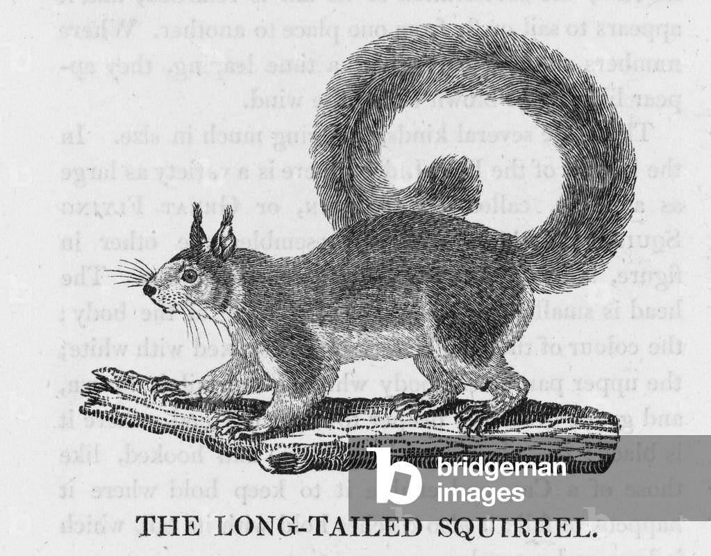 SCOIATTOLO BEWICK LONGTAIL