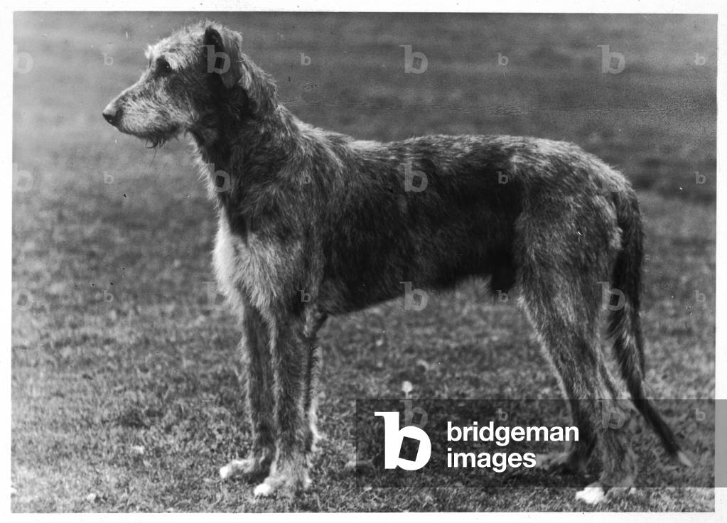 Bild von Fotografie "HERBST/WOLFHOUND/1949" 1949 von Thomas Fall