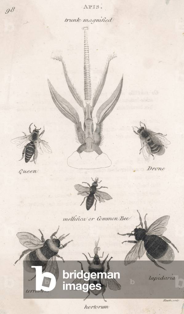 Insectes - abeilles