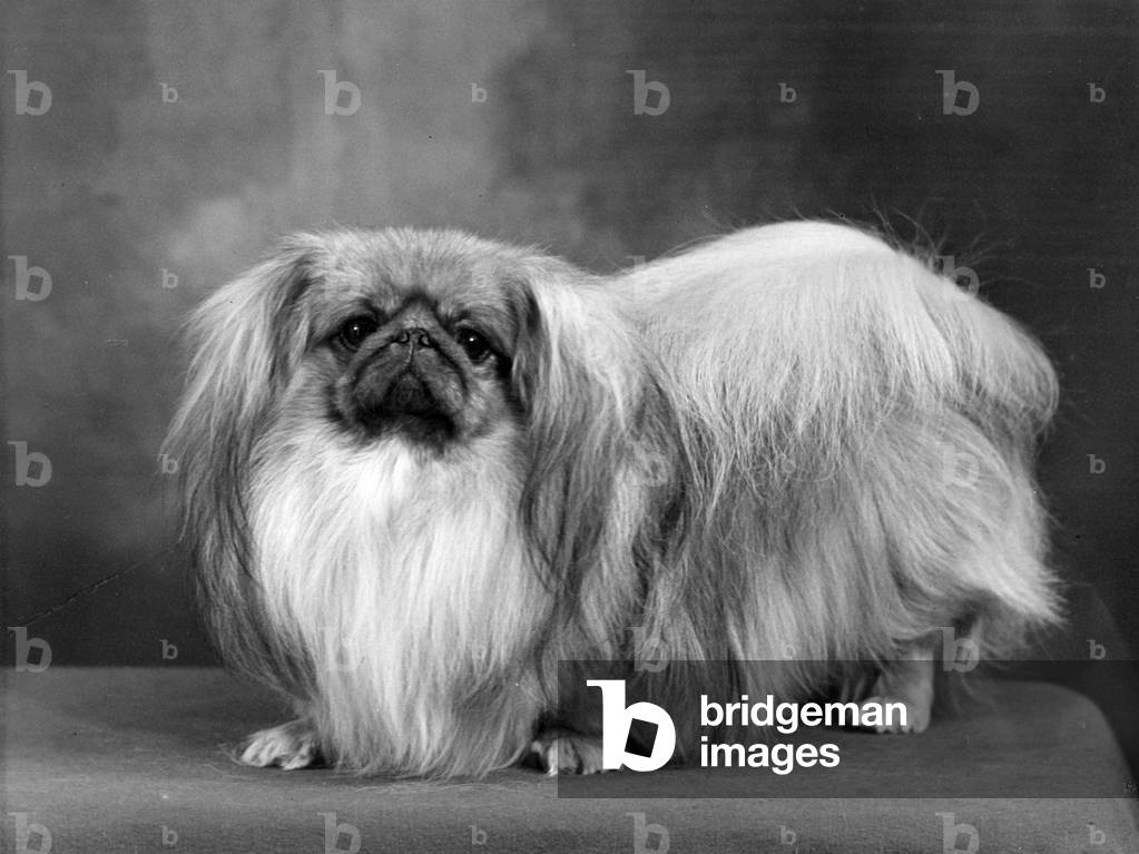Bild von Fotografie "HERBST/PEKINESE/1955" 1955 von Thomas Fall