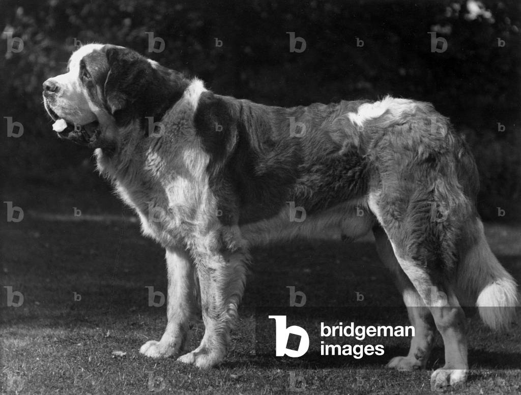 FALL/ST.BERNARD/1926