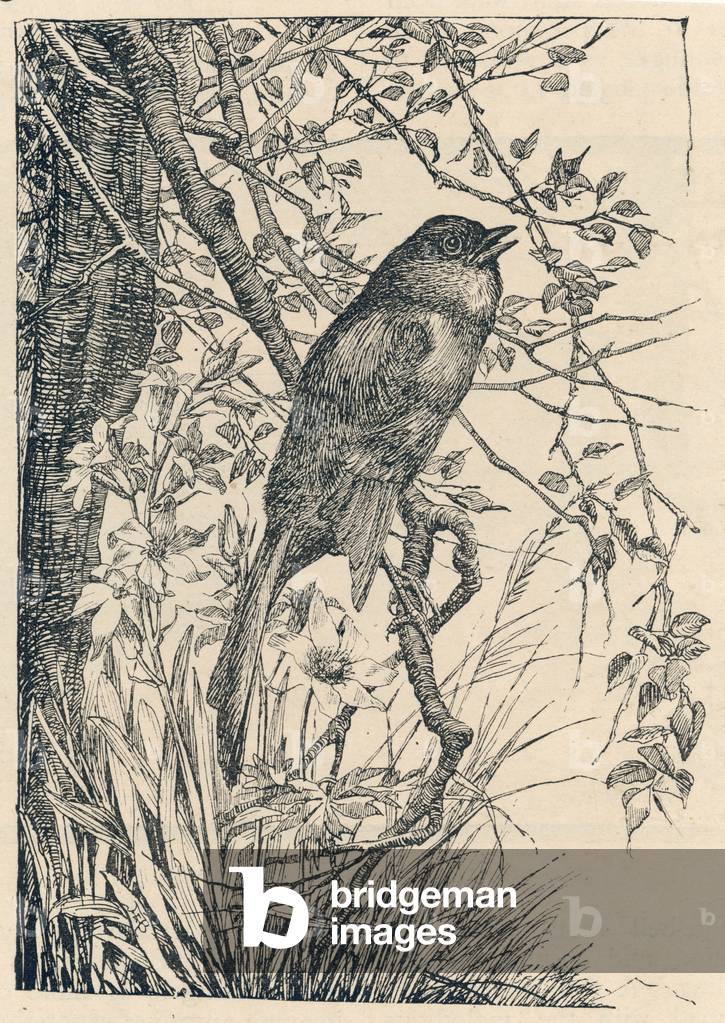 Image de Gravure représentant CHANT ROSSIGNOL 1870