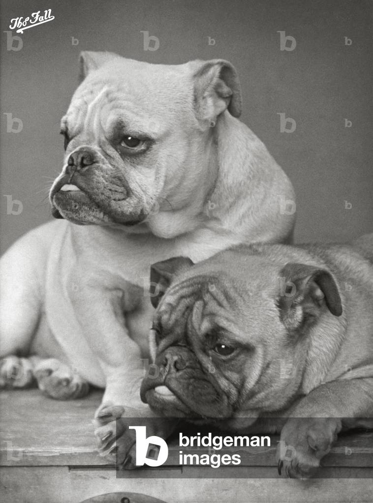 Bild von Fotografie "Herbst - Bulldog - 1933" 1933 von Thomas Fall