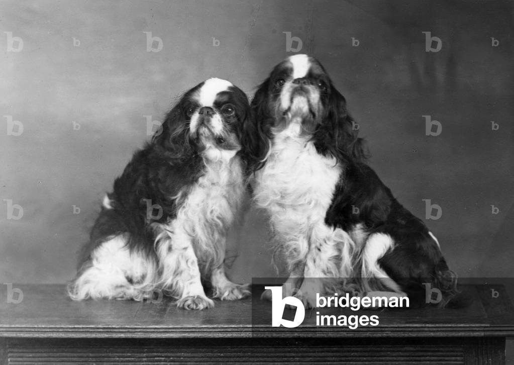 Bild von Fotografie "HERBST/K.C. SPANIELS/1951" 1951 von Thomas Fall