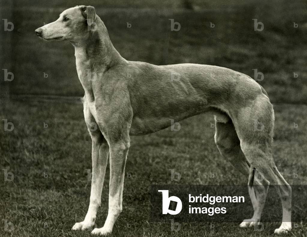 Image of Photography depicting FALL/GREYHOUND/1939 1939 by Thomas Fall