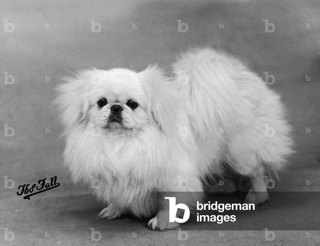 HERBST/PEKINESE/1938