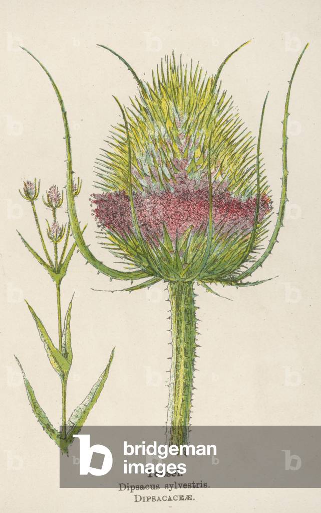 DIPSACUS SYLVESTRIS