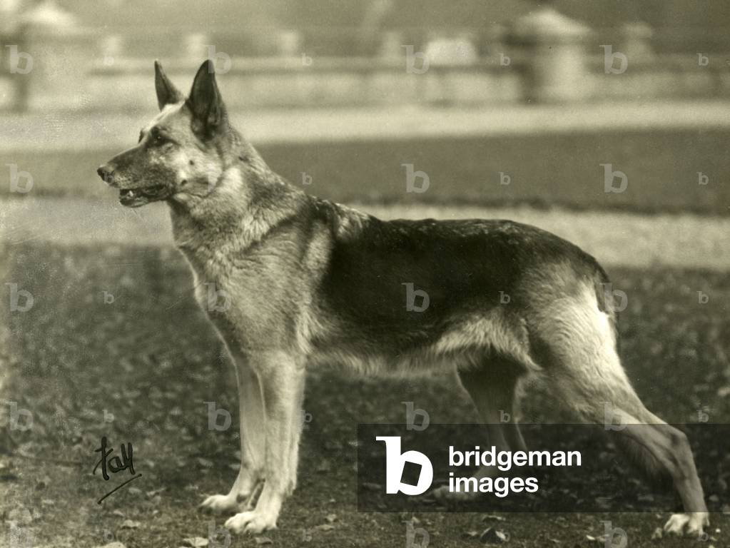 Image of Photography depicting FALL/GSD/1933 1933 by Thomas Fall