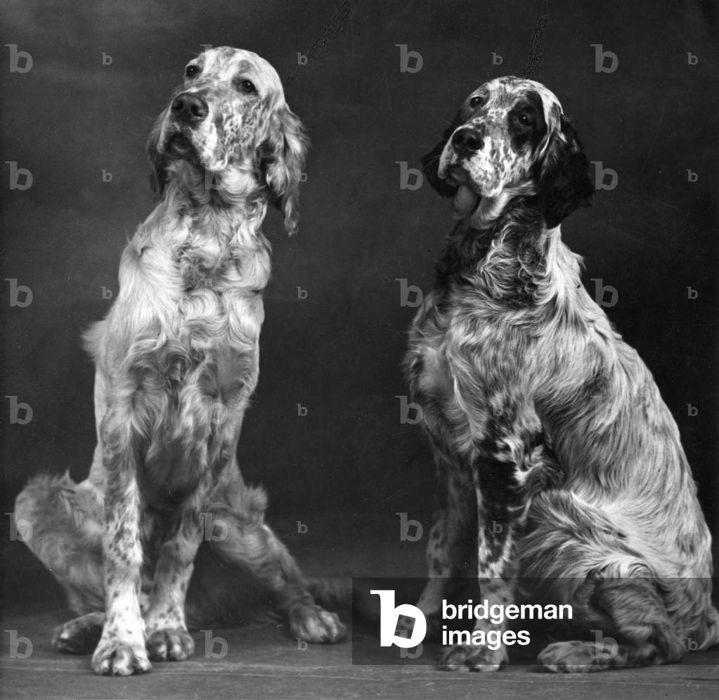 Image of Photography depicting FALL/ENGLISH SETTER/PAIR 1801 by Thomas Fall