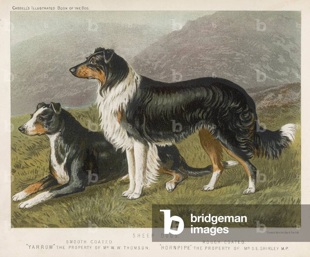 Image de Estampe représentant COLLIES ROUGH & LISSE 1890 par British School
