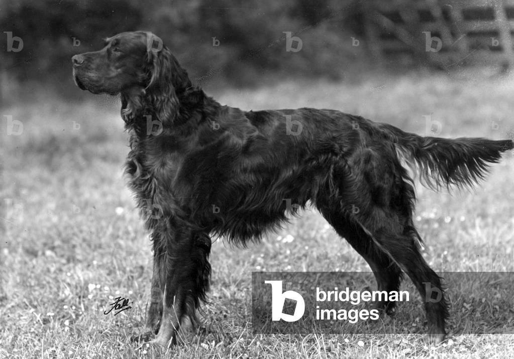 HERBST/GORDON SETTER/1949