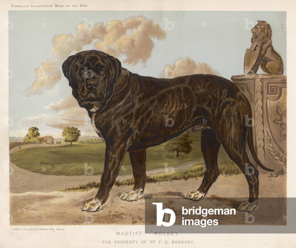 Image of Print depicting MASTIFF (SHAW) 1890 by British Artist