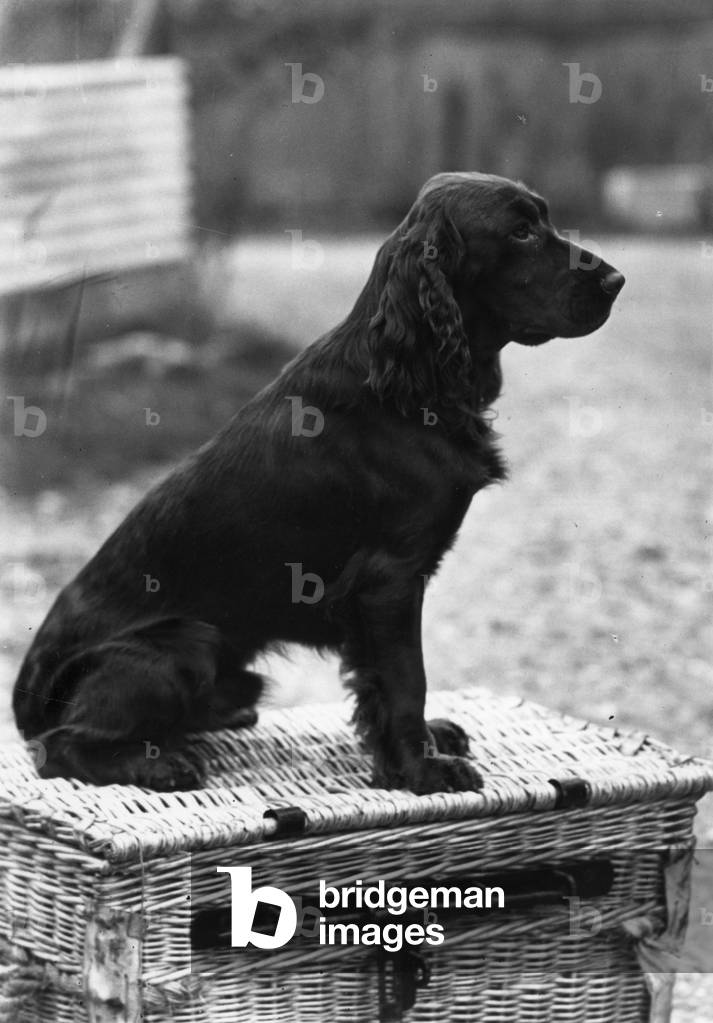 FALL/FIELD SPANIEL/1949