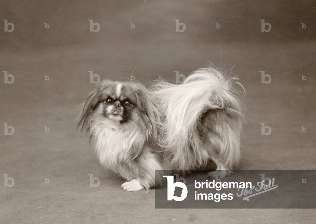 Bild von Fotografie "HERBST/PEKINESE/1925" 1925 von Thomas Fall