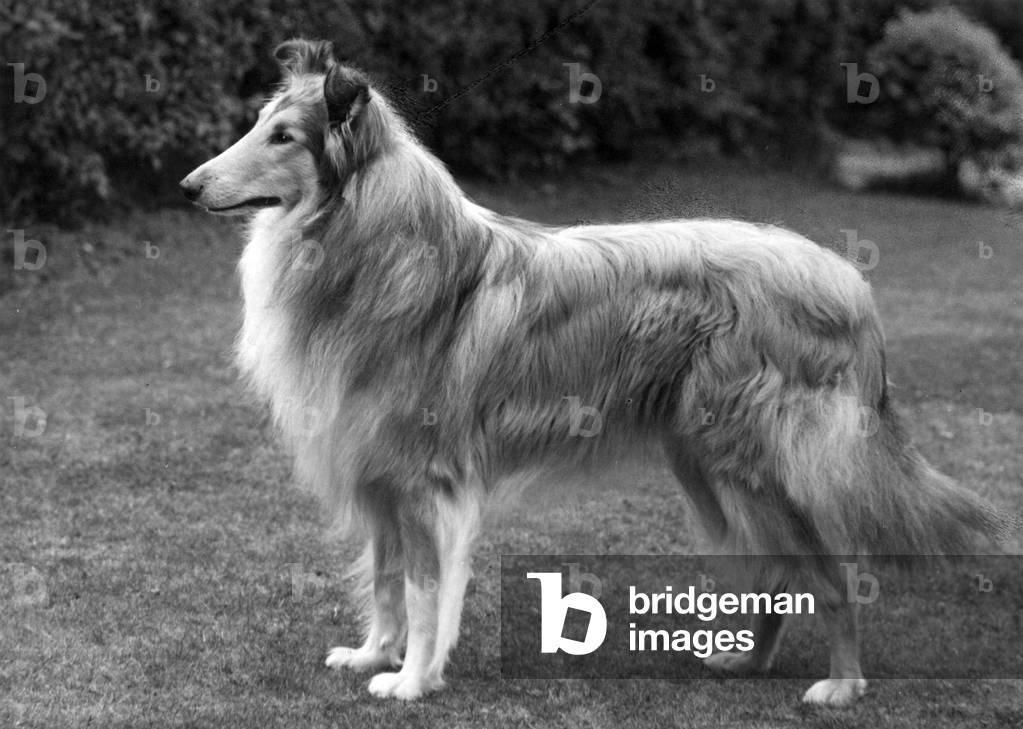 Image of Photography depicting FALL/ROUGH COLLIE/1962 1962 by Thomas Fall