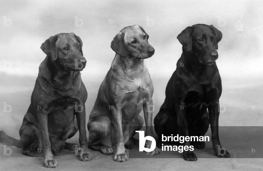 Bild von Fotografie "HERBST/LABRADOR/1937" 1937 von Thomas Fall