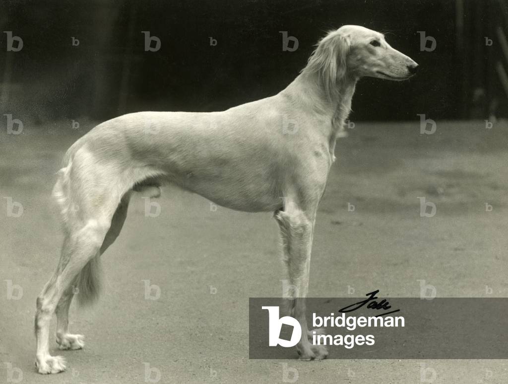 Image of Photography depicting FALL/SALUKI/1937 1937 by Thomas Fall