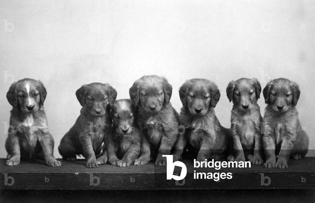 Image of Photography depicting FALL/GOLDEN RETRIEVER 1939 by Thomas Fall