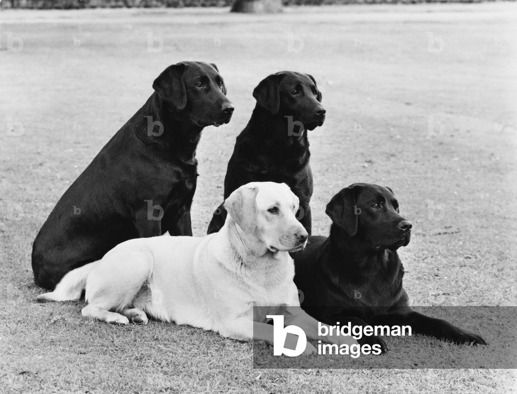 Image of Photography depicting FALL/LABRADOR/MIX GROUP 1972 by Thomas Fall