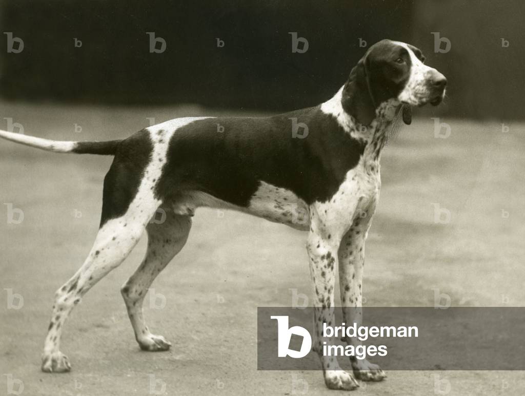 AUTOMNE/POINTEUR/1937