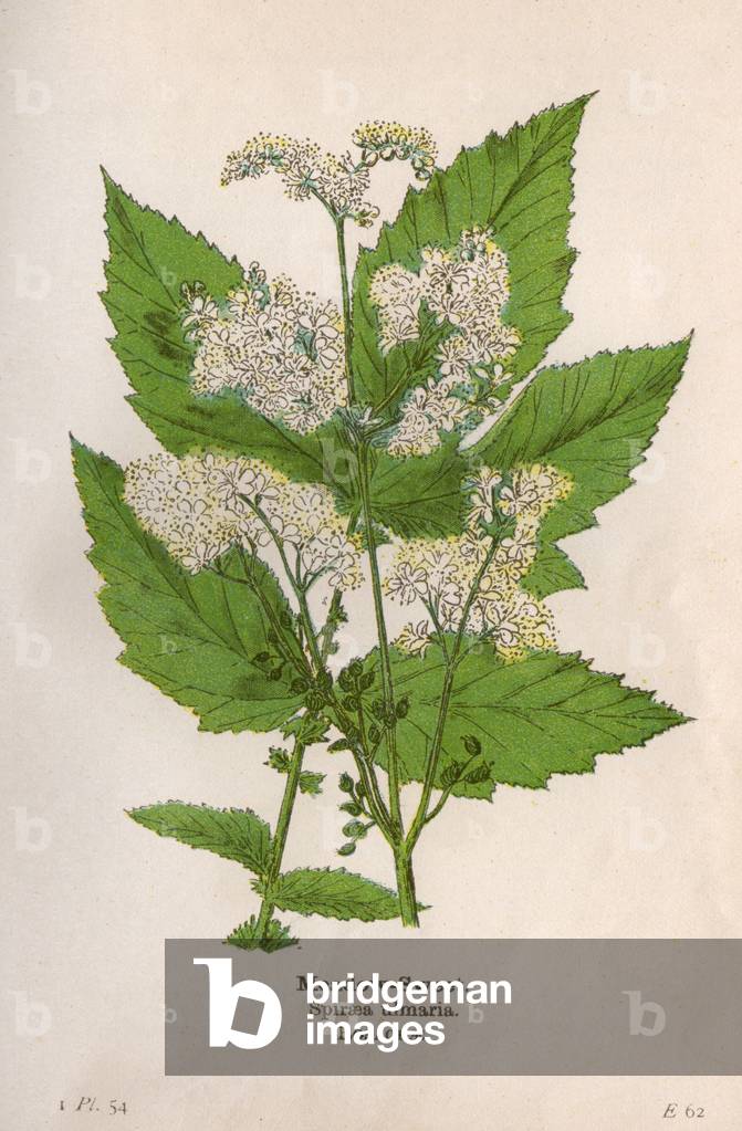 PIANTE/SPIRAEA ULMARIA