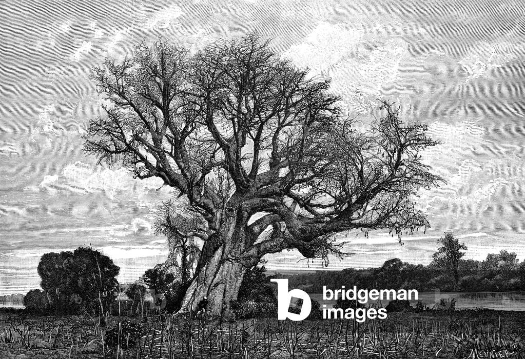 Image of Print depicting Baobab tree 1801 by French Artist
